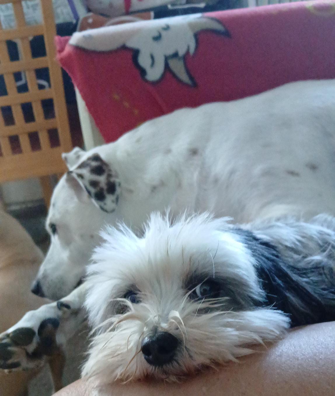 Mascota en guardería en casa